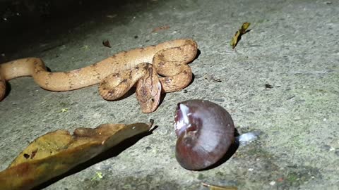 Slug Snake eating a snail!