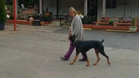 All I want is for my Doberman to be trained by Mr.Cigar. Two days of training.