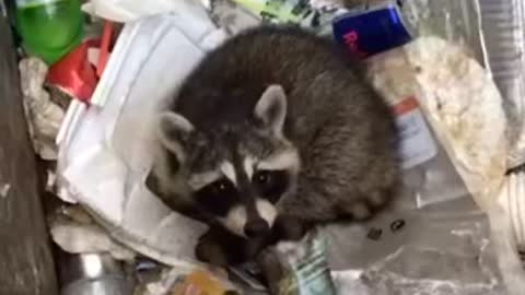 Adorable Raccoons get Stuck in Dumpsters