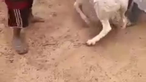 Funny fight between Kid and Ram