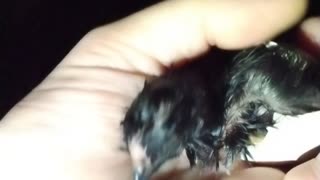 Baby Silkie Chick Hatching Part 5
