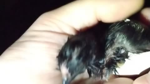 Baby Silkie Chick Hatching Part 5