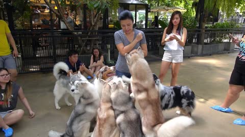 Siberian Husky Dogs with Pet Owner Outdoors. Husky Dog Cafe