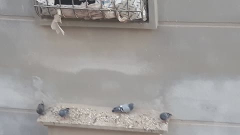 Excellent carrier pigeon