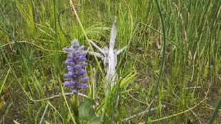 Pickerelweed