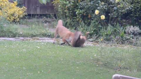 Foxes Play Fighting