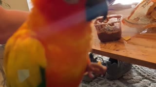 Parrot closes eyes enjoying tortilla chip