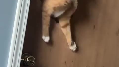 cute cat videos 😹 funny videos 😂