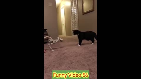 Funny Cats And Dogs Video