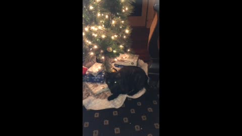 Kitties first tree...