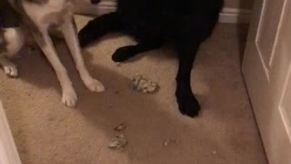 Dog Gives up Playmate for Destroying Carpet