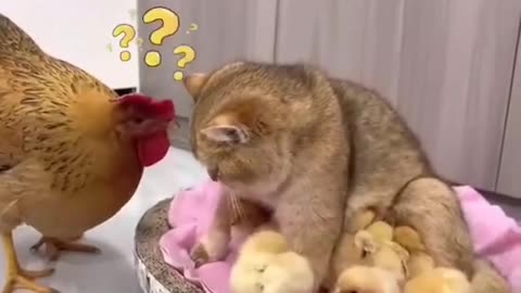 Cat & hen funny