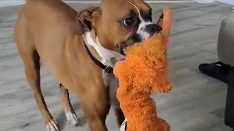 Boxer Dog Dances with Toy