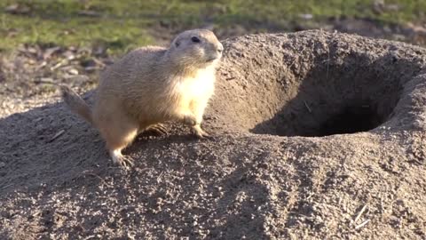 Marmot video