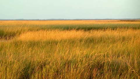 American Grasslands