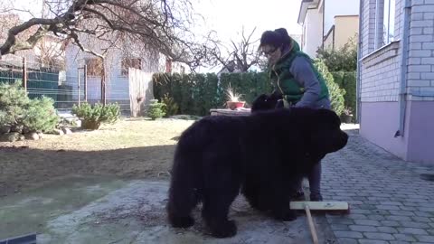 Newfoundland dog