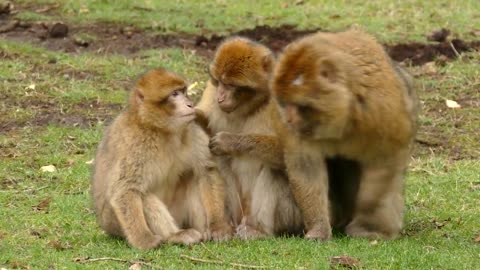 A monkey plan with his sons for fun | watch full video to know