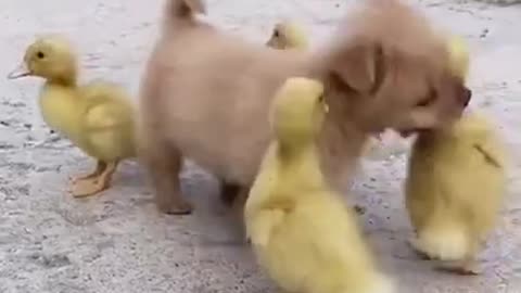 Little dog playing with ducks