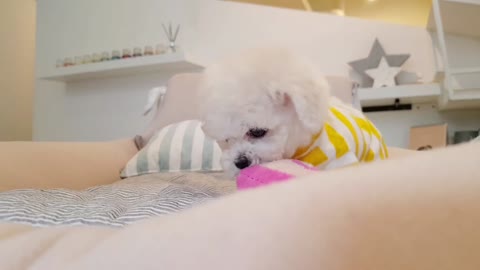 Bichon frise is so cute! lovely puppy video