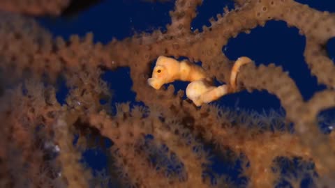 The only animal on earth conceived by a male can produce hundreds of baby seahorses at a time