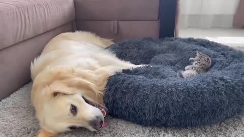 Golden Retriever surprised by Kitten