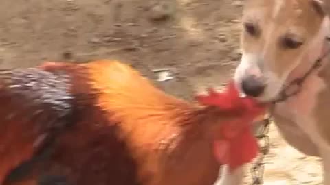 Unique animal love between Rooster and Puppy / Dog & Cock / Animal video