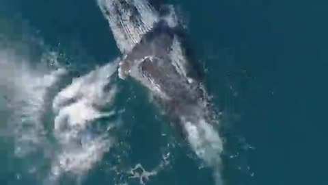 A majestic whale.seen from Ningaloo Reef, Western Australia