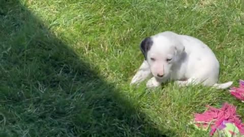 Dalmatian father adorably plays with cute puppy