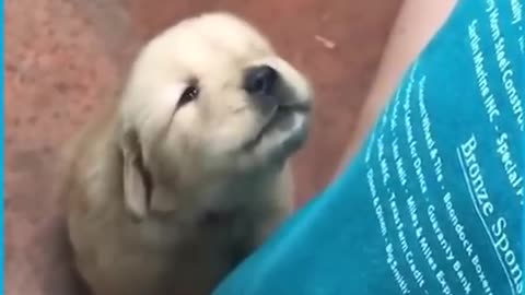 Puppys Adorable Cute Howling