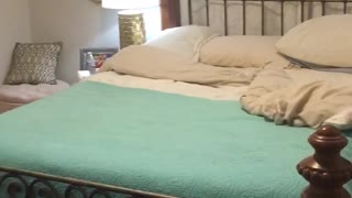 White cat jumping for pillow gets knocked off bed