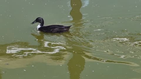 Beautiful Black Swedish Duck In Great Britain.