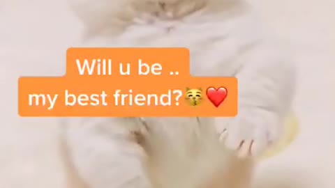 Be a friend😽😽❤️❤️#babycat #catstory #petstory #bestfriend