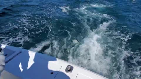 Sea Lion snacking in Cabo on a fishing trip.