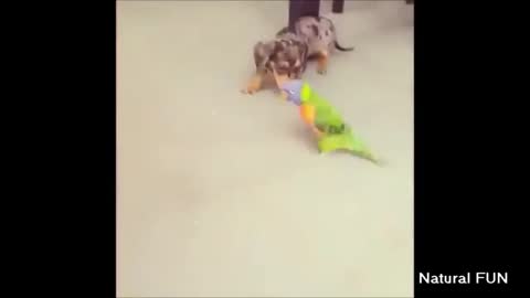 Dog and parrot playing to each other and having fun