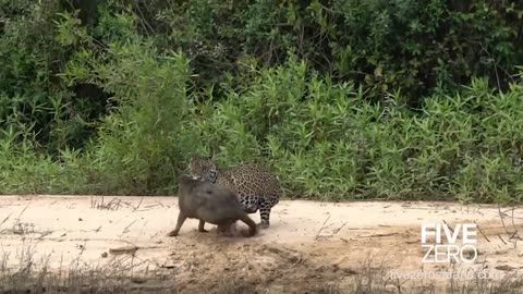 Careless Capybara gets Caught by Jaguar