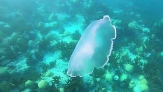 Bermuda Scuba Dive off Watch Hill Park