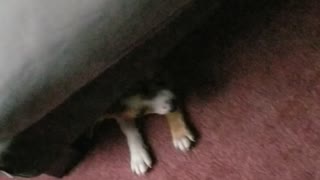 Puppers taking a nap under my bed