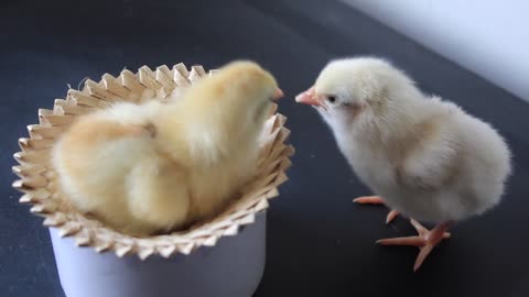 Little chickens play and have fun
