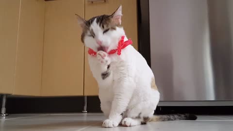 A cute cat play with her self