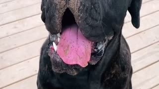 Cane Corso explaining why he’s dirty