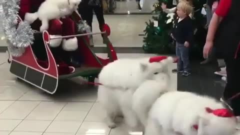 Santa drove the dog to give presents
