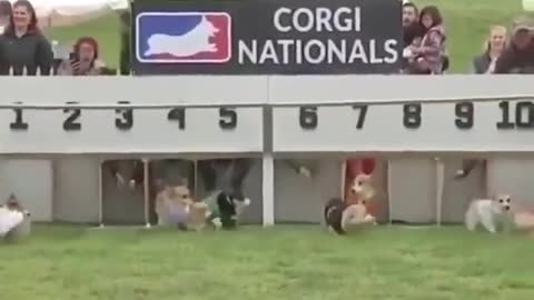 Corgi Nationals