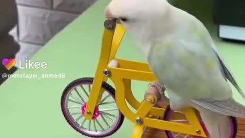 cute bird playing scene