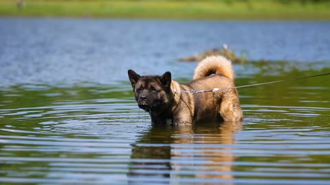 American akita, american akita puppy, american akita dog, cute american akita