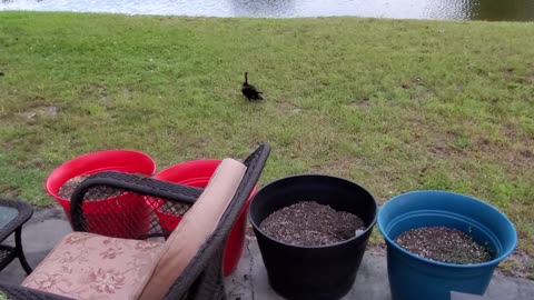 Nightime snack, with the Muscovy ducks and baby duck too.