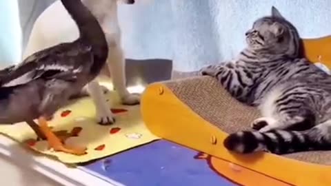 Funny video of cats, ducks and dogs, full of laughter