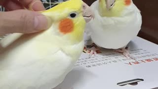 Jealous Cockatiels Tussle for Owner's Attention
