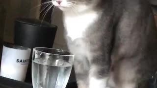 Cat sipping on water with snapchat filter on it