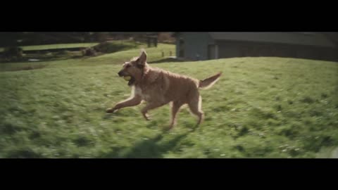 Be Prepared! This Striking Commercial About A Dog Waiting For His Human Will Get You Crying…