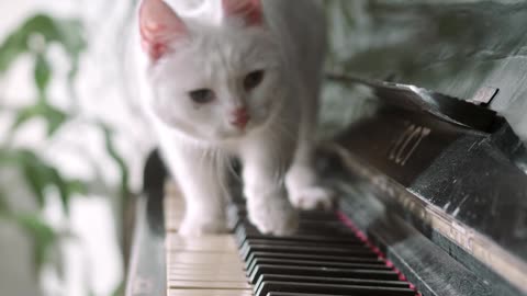 Gato gracioso tocando el Piano